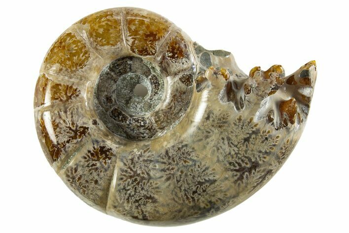 Polished, Chambered Ammonite (Argonauticeras) Fossil - Madagascar #327337